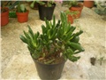 Crassula hobit